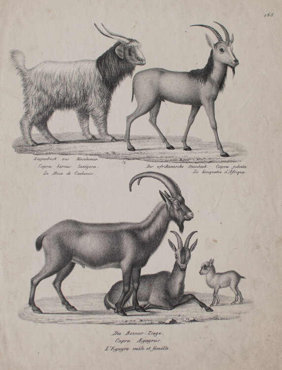 Joseph Brodtmann - Der afrikanische Steinbock. Die Bezoar-Ziege - undatiert - Lithografie auf Büttenpapier