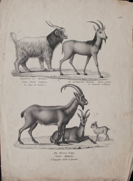 Joseph Brodtmann - Der afrikanische Steinbock. Die Bezoar-Ziege - undatiert - Lithografie auf Büttenpapier