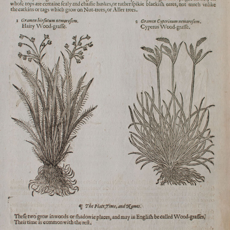 unbekannt - Indiangrass. The Herball or Generall historie of plantes - undatiert - Kupferstich