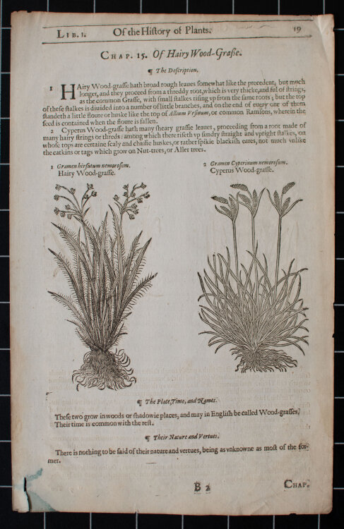 unbekannt - Indiangrass. The Herball or Generall historie of plantes - undatiert - Kupferstich