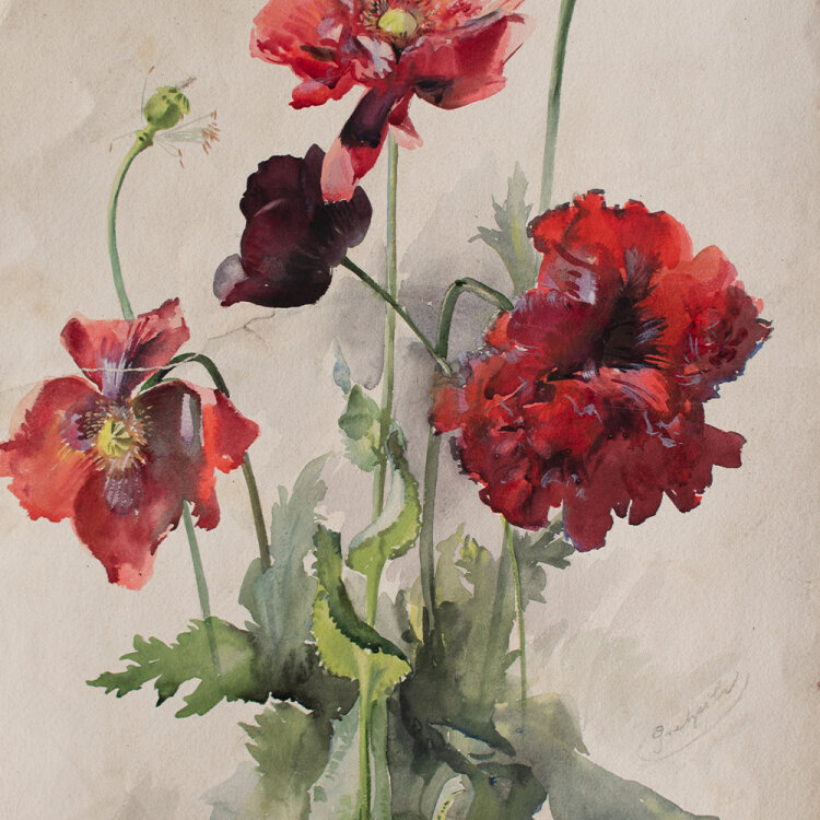 Hans Pretzsch - Mohnblumen - undatiert - Aquarell auf...