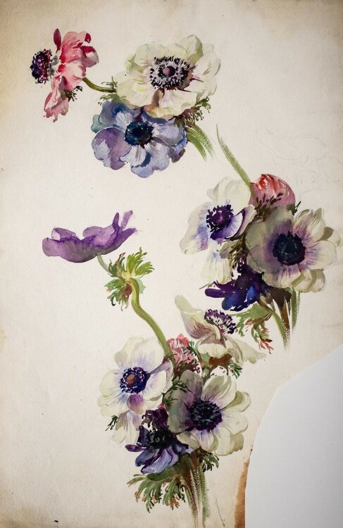 Hans Pretzsch - Anemonen - undatiert - Aquarell