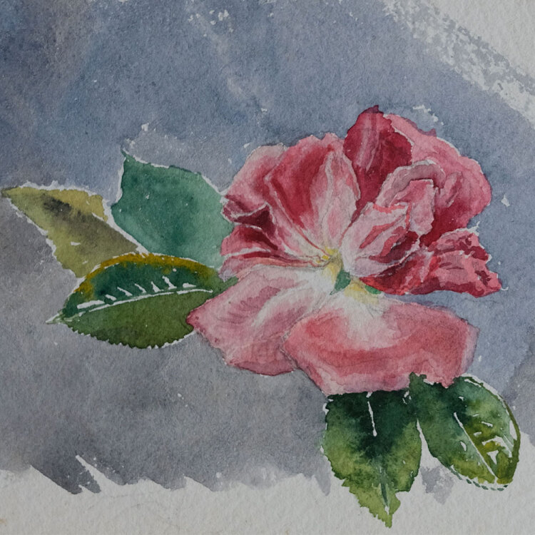 unbekannt - Rosenblüten - ohne Jahr - Aquarell auf...