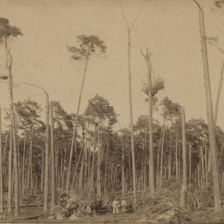 Unbekannt - Wald bei Iquique - undatiert - Fotografie