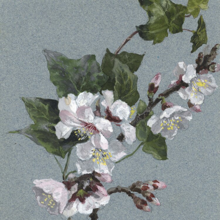 Unbekannt - Aprikosenblüte mit Zweigen und Blättern - o. J. - Aquarell