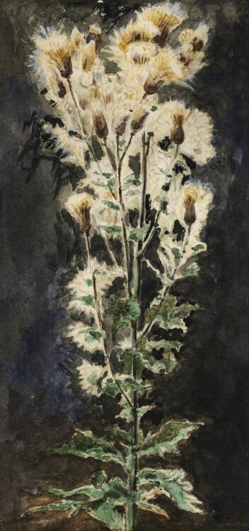 Unbekannt - Blühende Distel - o. J. - Aquarell