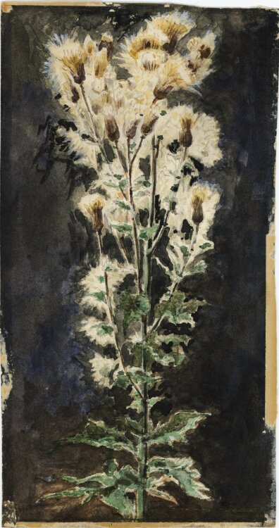 Unbekannt - Blühende Distel - o. J. - Aquarell