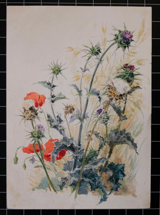 Unbekannt - Mohn, Distel und Getreide - o. J. - Aquarell