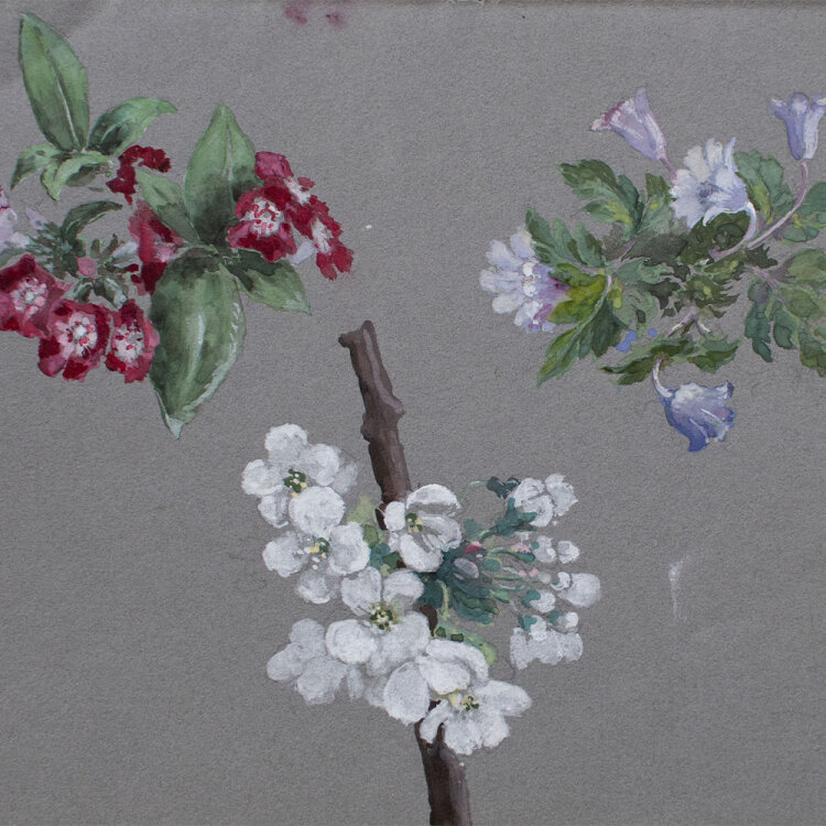 unbekannt - Kirschblüten - undatiert - Aquarell auf blaugrauem Papier