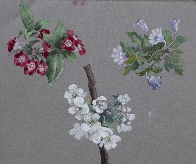 unbekannt - Kirschblüten - undatiert - Aquarell auf blaugrauem Papier