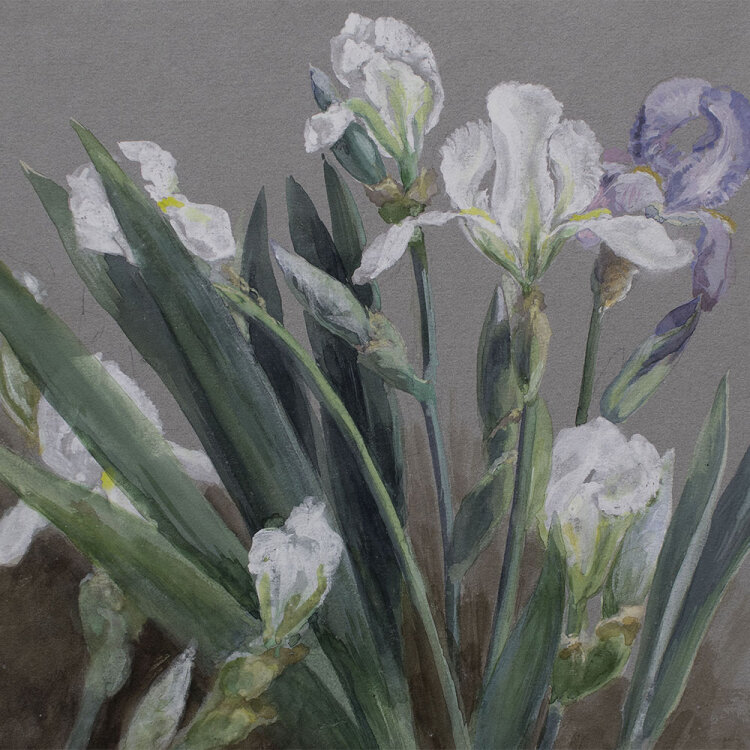 unbekannt - Iris/ Lilien - undatiert - Aquarell über Bleistift auf blaugrauem Papier