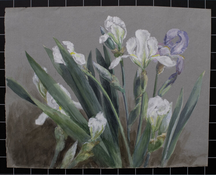 unbekannt - Iris/ Lilien - undatiert - Aquarell über Bleistift auf blaugrauem Papier