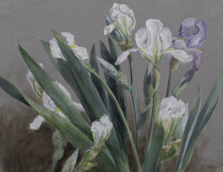 unbekannt - Iris/ Lilien - undatiert - Aquarell über Bleistift auf blaugrauem Papier