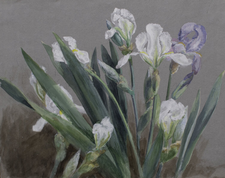 unbekannt - Iris/ Lilien - undatiert - Aquarell über Bleistift auf blaugrauem Papier