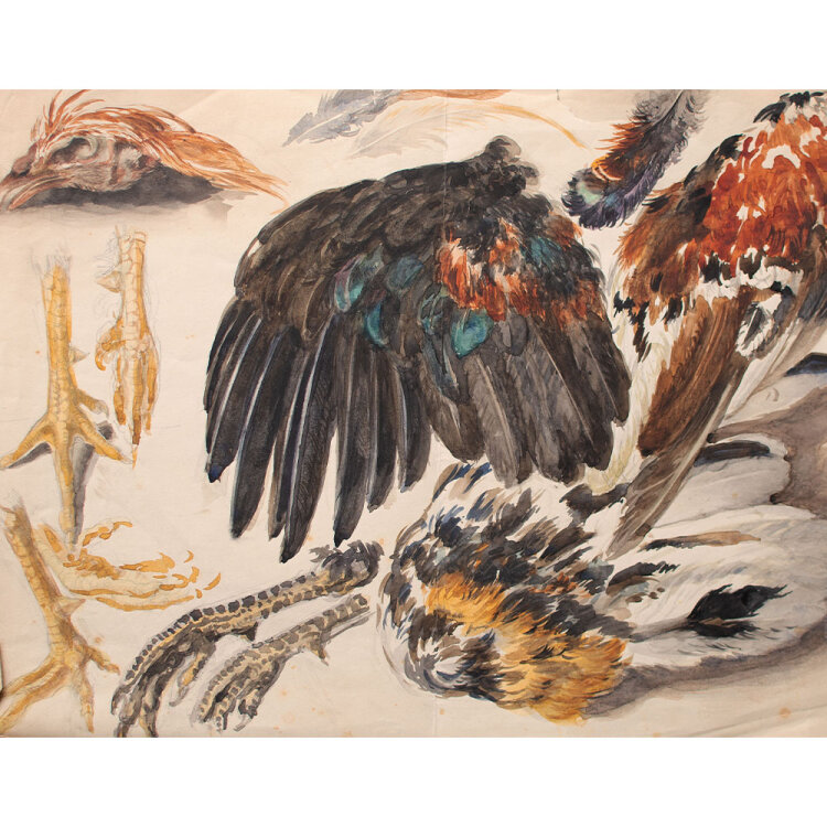 Unbekannt - Vogel- und Federstudie - o. J. - Aquarell...