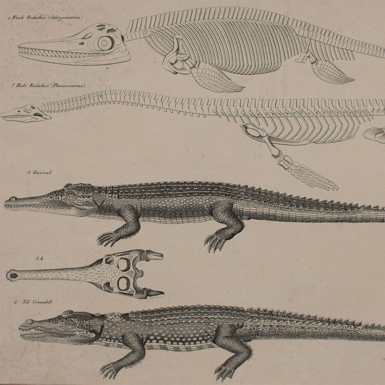 Th. Soltikow - Fisch-Lurche und Crocodille - undatiert -...