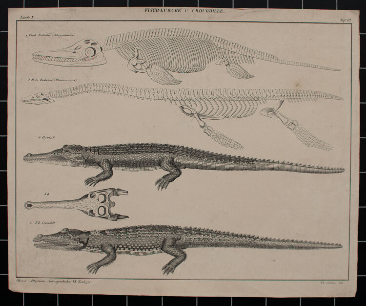 Th. Soltikow - Fisch-Lurche und Crocodille - undatiert -...