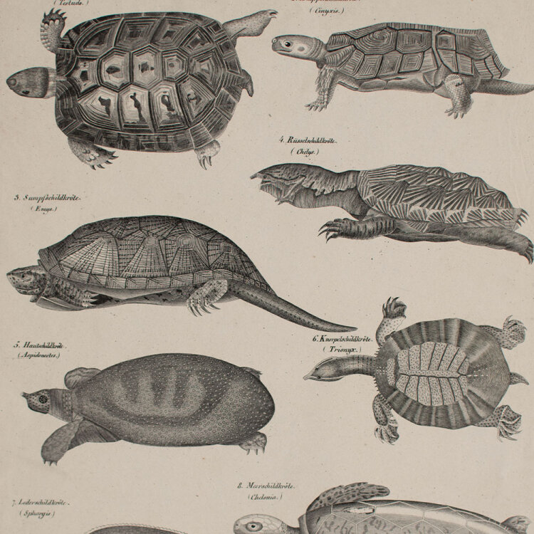 unbekannt - Schildkröten - undatiert - Lithografie