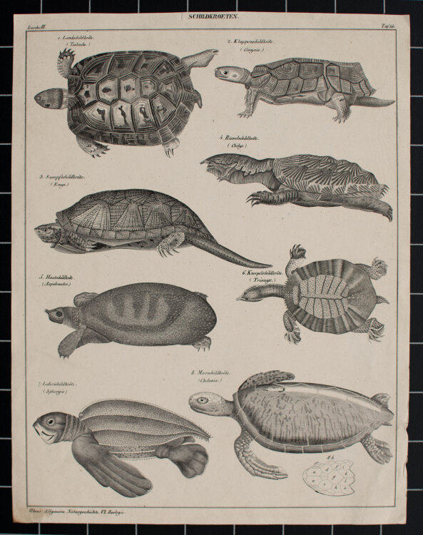 unbekannt - Schildkröten - undatiert - Lithografie