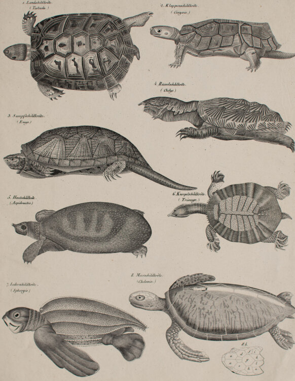 unbekannt - Schildkröten - undatiert - Lithografie