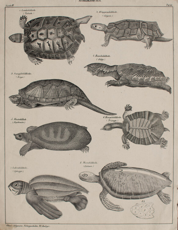 unbekannt - Schildkröten - undatiert - Lithografie