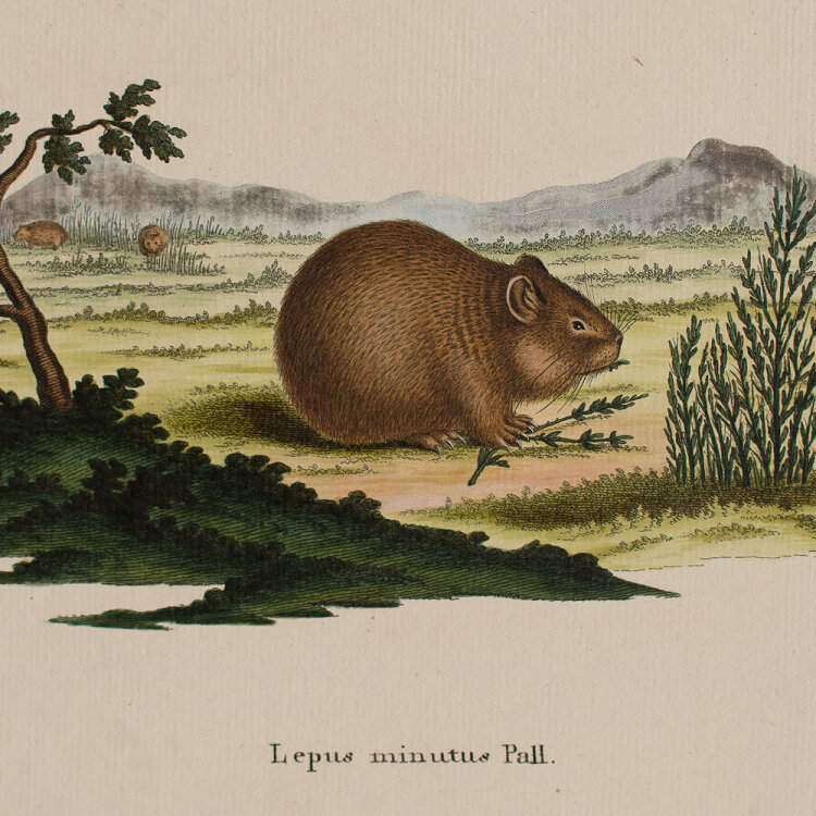 Johann Nussbiegel - Lepus minutus Pall - undatiert - Kupferstich in altem Kolorit