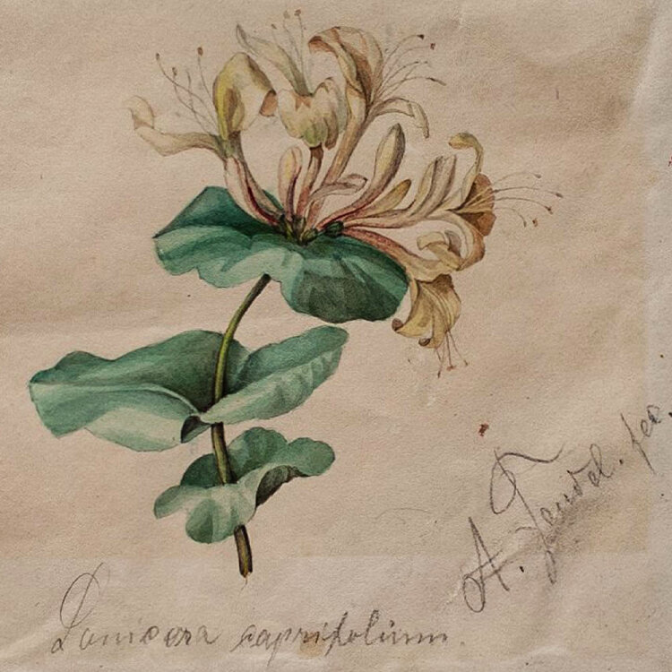 Arthur Feudel - Geißblatt/ lonicera caprifolium - undatiert - Aquarell über Bleistift