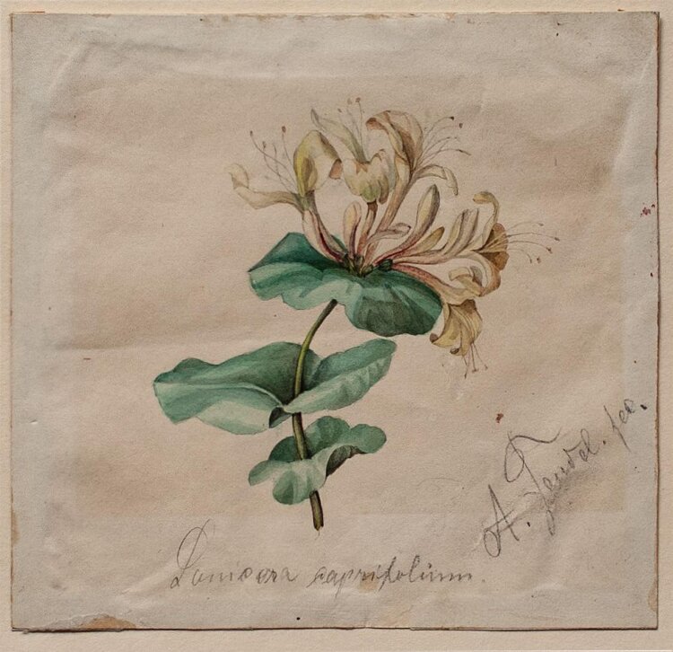 Arthur Feudel - Geißblatt/ lonicera caprifolium - undatiert - Aquarell über Bleistift