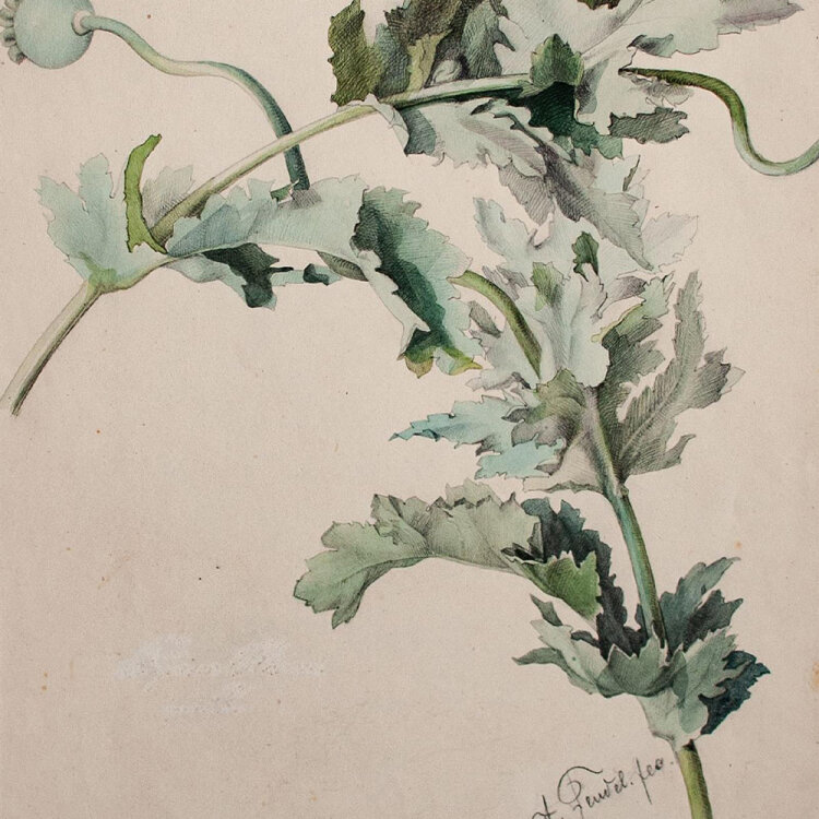 Arthur Feudel - Klatschmohn/ Papaver rhoeas - undatiert - Aquarell über Bleistift