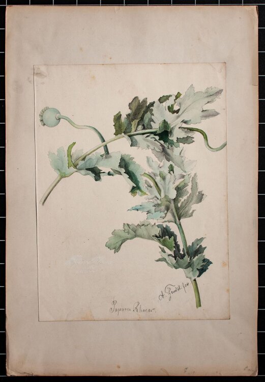 Arthur Feudel - Klatschmohn/ Papaver rhoeas - undatiert - Aquarell über Bleistift