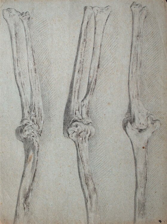 Unbekannt - Skelettstudie (Arme) - Kreidezeichnung - o. J.