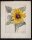 Otto Eissner - Sonnenblume - aquarellierte Bleistiftzeichnung - 1934