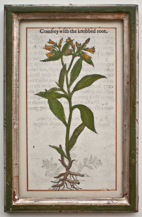 unbekannt - Comfrey with the knobbed root/ Beinwell - o.J. - Farbholzschnitt