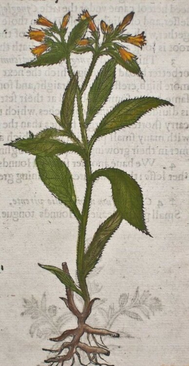unbekannt - Comfrey with the knobbed root/ Beinwell - o.J. - Farbholzschnitt